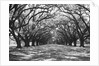 Arched Path of Trees on Plantation Site by Anonymous