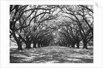 Arched Path of Trees on Plantation Site by Anonymous