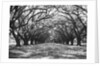 Arched Path of Trees on Plantation Site by Anonymous