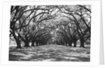 Arched Path of Trees on Plantation Site by Anonymous