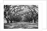 Arched Path of Trees on Plantation Site by Anonymous