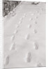 Footprints in the Snow by Anonymous