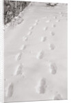 Footprints in the Snow by Anonymous