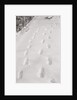 Footprints in the Snow by Anonymous