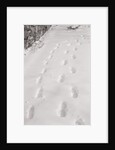 Footprints in the Snow by Anonymous