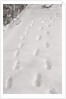 Footprints in the Snow by Anonymous