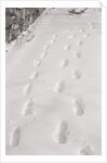 Footprints in the Snow by Anonymous