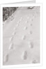 Footprints in the Snow by Anonymous