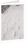 Footprints in the Snow by Anonymous