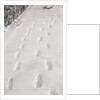 Footprints in the Snow by Anonymous