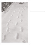 Footprints in the Snow by Anonymous