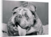 English Bulldog with Tongue Hanging Out by Anonymous
