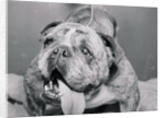 English Bulldog with Tongue Hanging Out by Anonymous