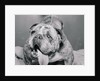 English Bulldog with Tongue Hanging Out by Anonymous