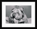 English Bulldog with Tongue Hanging Out by Anonymous