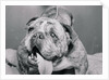 English Bulldog with Tongue Hanging Out by Anonymous