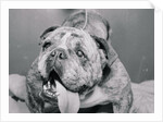 English Bulldog with Tongue Hanging Out by Anonymous