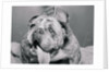 English Bulldog with Tongue Hanging Out by Anonymous