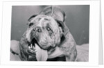 English Bulldog with Tongue Hanging Out by Anonymous