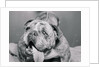 English Bulldog with Tongue Hanging Out by Anonymous