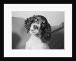 Portrait of Springer Spaniel Puppy by Anonymous