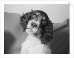 Portrait of Springer Spaniel Puppy by Anonymous