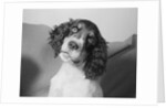Portrait of Springer Spaniel Puppy by Anonymous