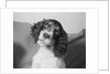 Portrait of Springer Spaniel Puppy by Anonymous
