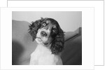 Portrait of Springer Spaniel Puppy by Anonymous