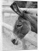 Head of a Donkey by Anonymous