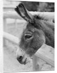 Head of a Donkey by Anonymous