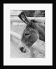 Head of a Donkey by Anonymous