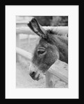 Head of a Donkey by Anonymous