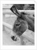 Head of a Donkey by Anonymous