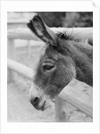 Head of a Donkey by Anonymous