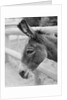 Head of a Donkey by Anonymous
