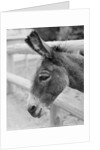 Head of a Donkey by Anonymous