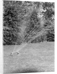 Lawn Sprinkler on Lawn by Anonymous