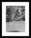 Lawn Sprinkler on Lawn by Anonymous