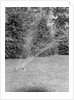 Lawn Sprinkler on Lawn by Anonymous