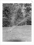 Lawn Sprinkler on Lawn by Anonymous