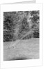 Lawn Sprinkler on Lawn by Anonymous