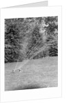 Lawn Sprinkler on Lawn by Anonymous
