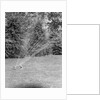 Lawn Sprinkler on Lawn by Anonymous