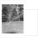 Lawn Sprinkler on Lawn by Anonymous