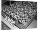 McIntosh Apples by Anonymous