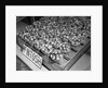 McIntosh Apples by Anonymous