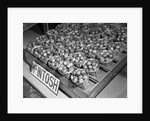 McIntosh Apples by Anonymous