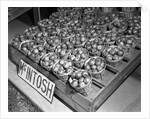 McIntosh Apples by Anonymous