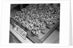 McIntosh Apples by Anonymous